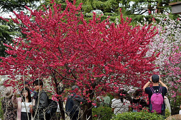 Chelsea Flower Show Tours London